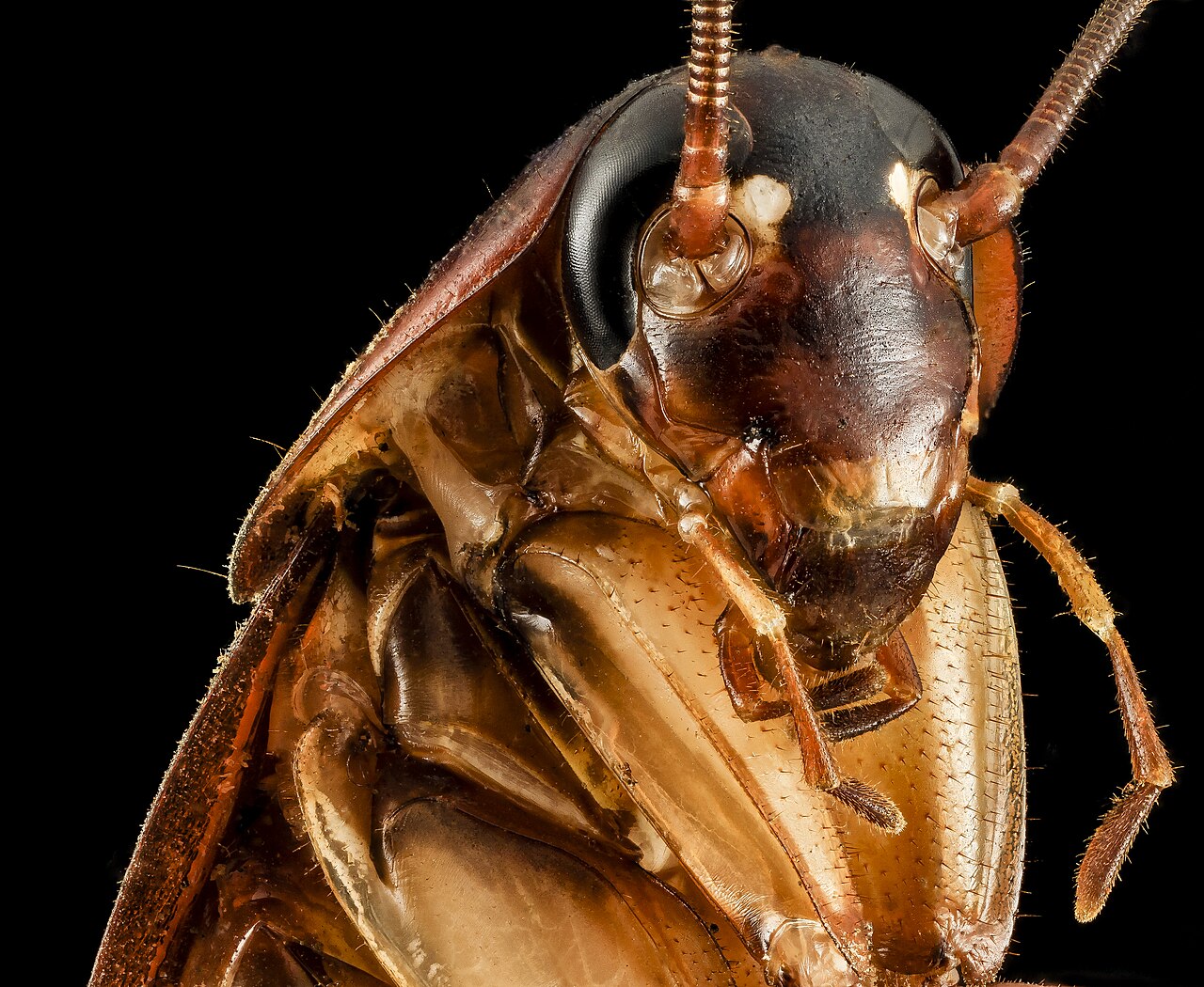 American cockroach (Periplaneta americana) — a large reddish-brown roach that enters homes from sewers and drains