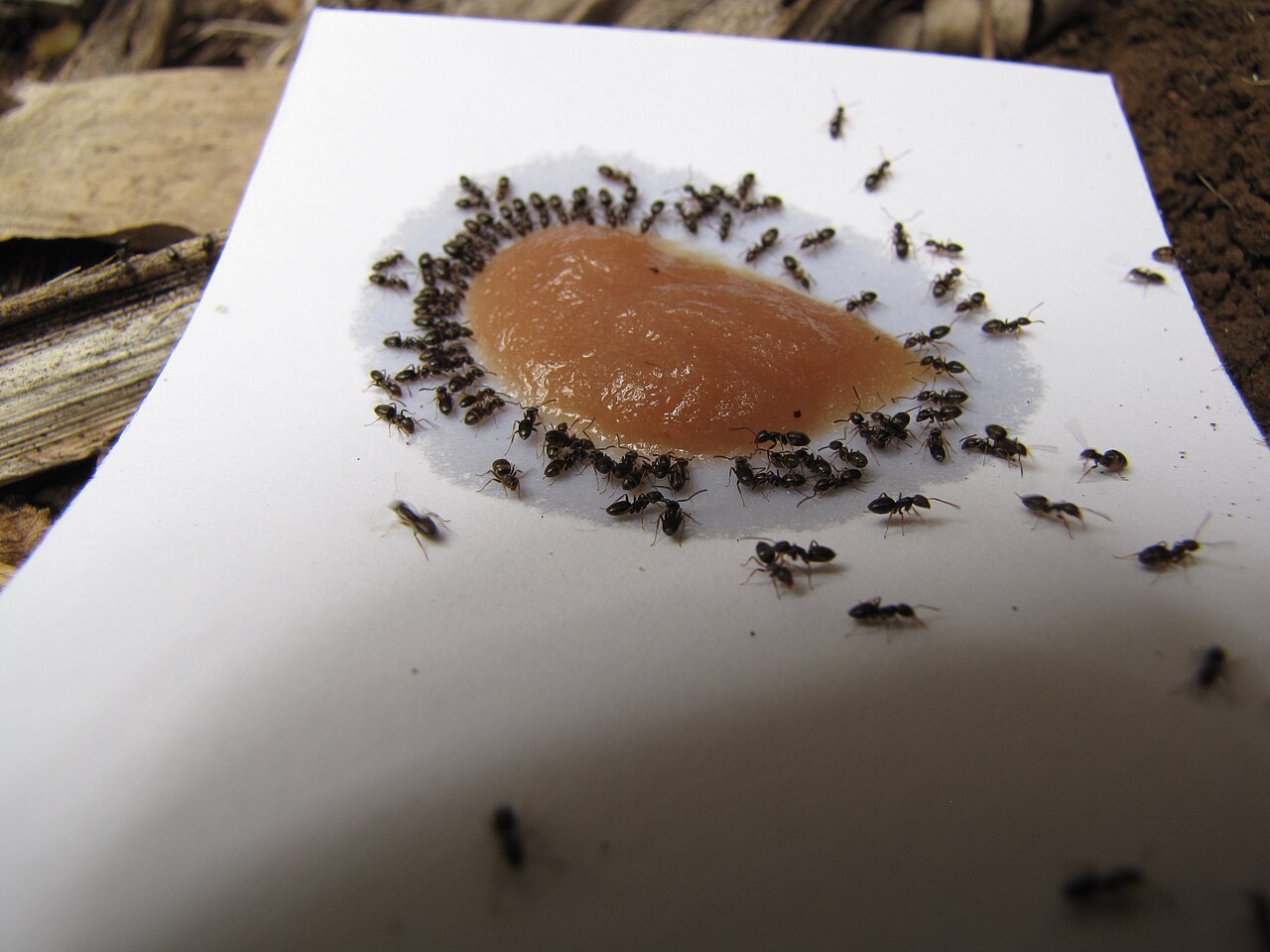 Ants working a sugar bait card — foragers ring the bait and carry it back to the colony