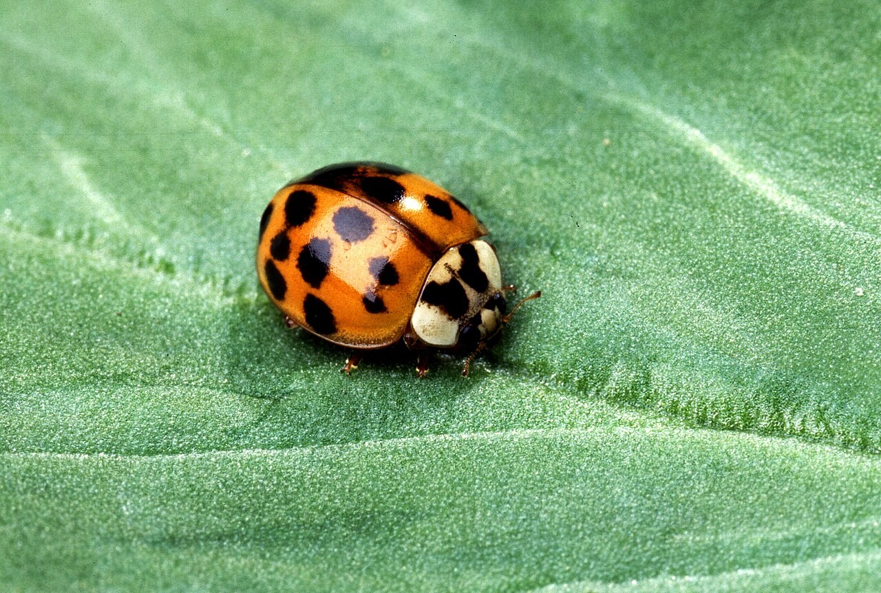 Adult multicolored Asian lady beetle (Harmonia axyridis) on a green leaf, showing orange elytra with irregular black spots and a pale pronotum with black markings