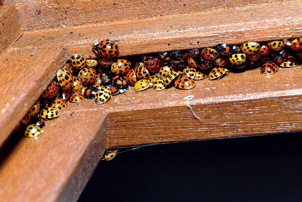 Mass overwintering aggregation of dozens of adult Asian lady beetles (Harmonia axyridis) packed into a wooden crevice