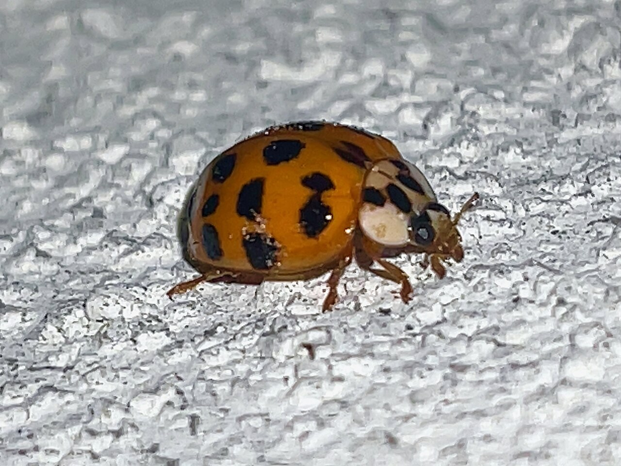 Adult Asian lady beetle resting on a light grey painted wall indoors