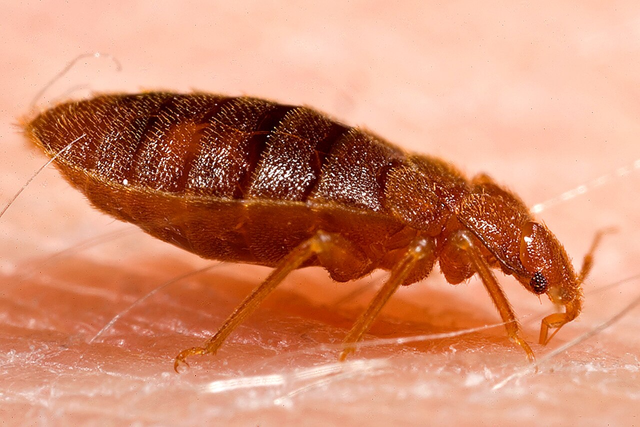 Adult bed bug (Cimex lectularius) on human skin — the pest behind the bites