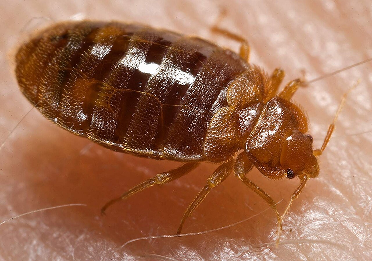 Adult bed bug (Cimex lectularius) close-up
