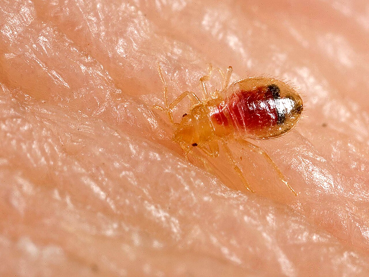 Bed bug nymph (Cimex lectularius) — a young stage takes a blood meal before each of its five molts