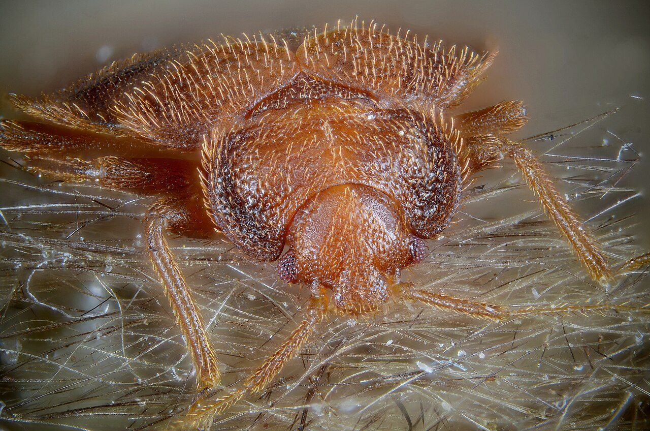 Adult bed bug (Cimex lectularius) — flattened, reddish-brown, oval body with no bristles, photographed on fabric