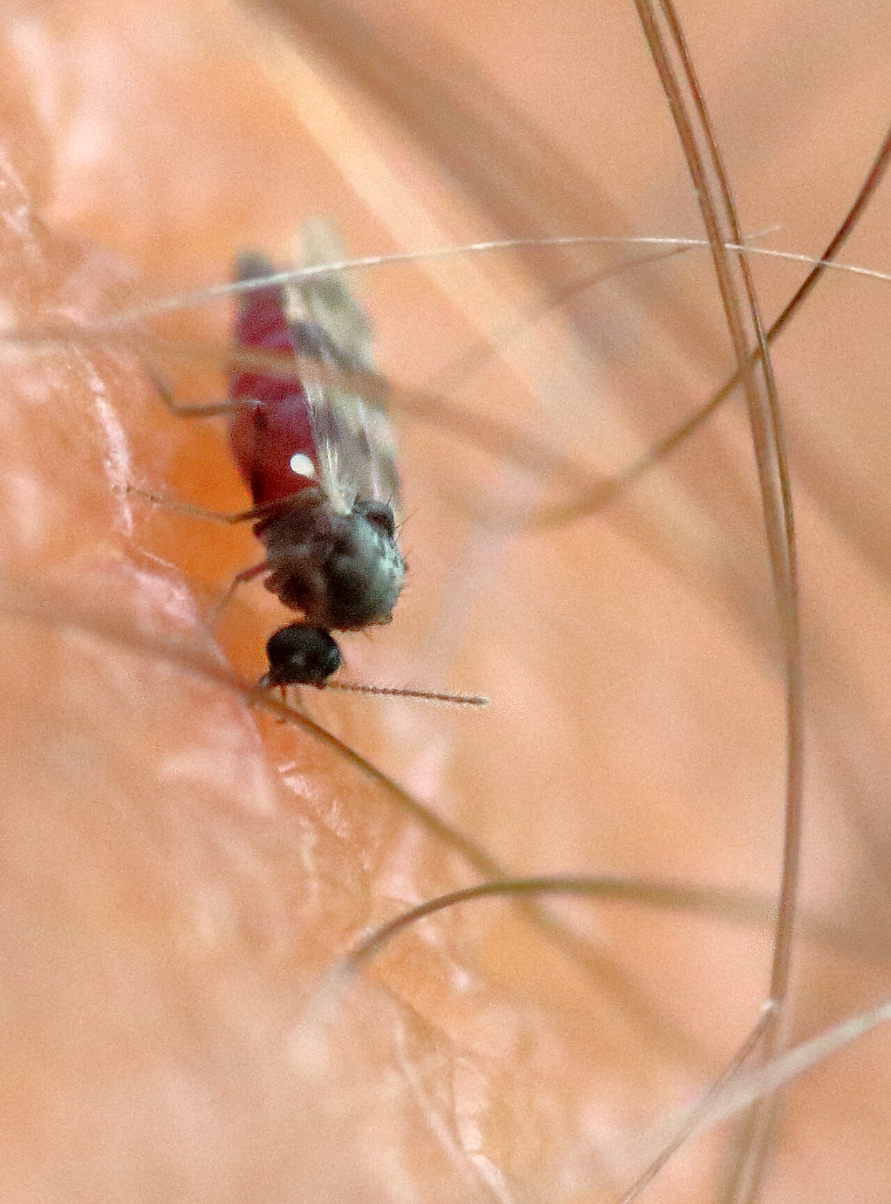 A biting midge (Culicoides) feeding on human skin — note the blood-engorged abdomen and blue-tinged wings