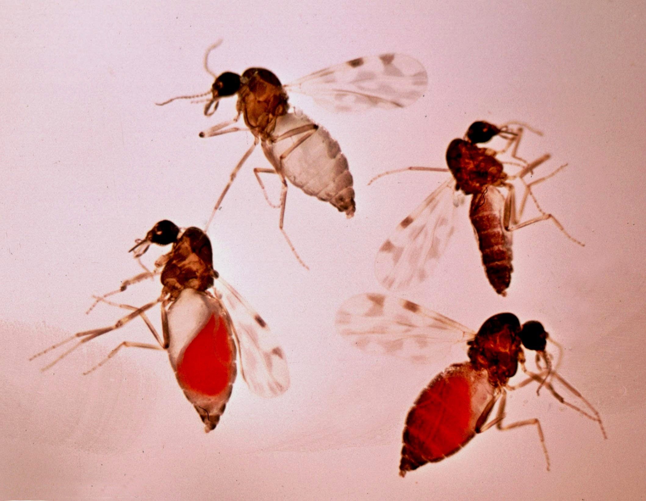 Four biting midges (Culicoides imicola) on a pale surface; the two lower individuals have swollen bright-red abdomens after a blood meal