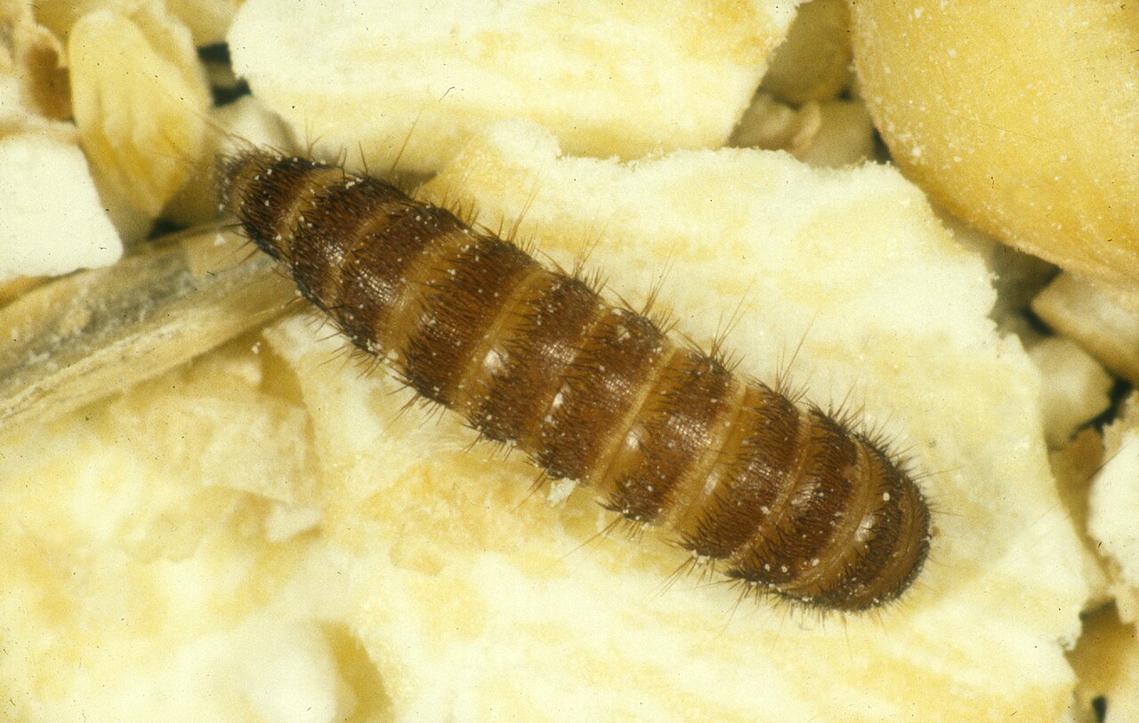 Black carpet beetle (Attagenus unicolor) larva, a bristly brown grub, on rolled oats