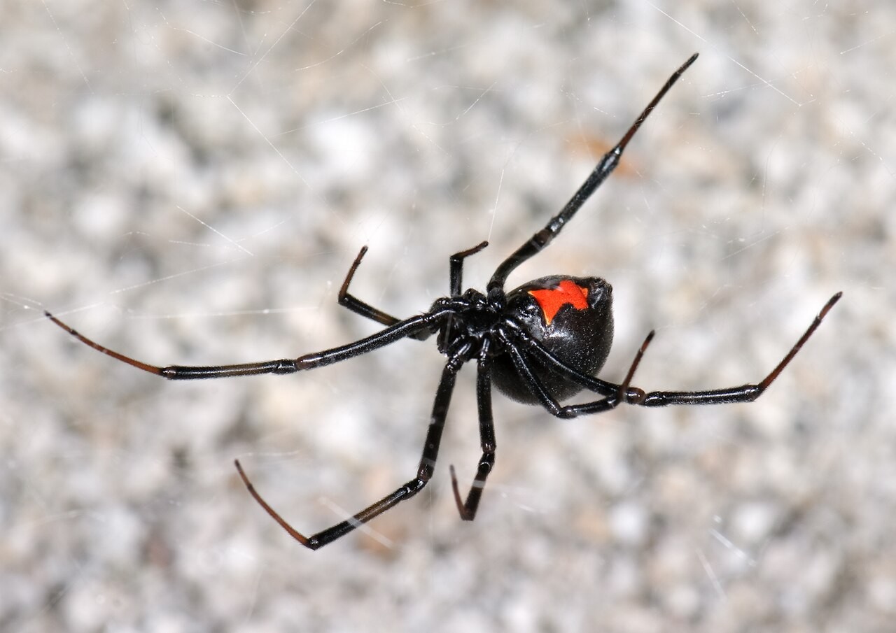 Female black widow in her tangled web, hanging upside down with the red hourglass marking visible on the underside of the abdomen
