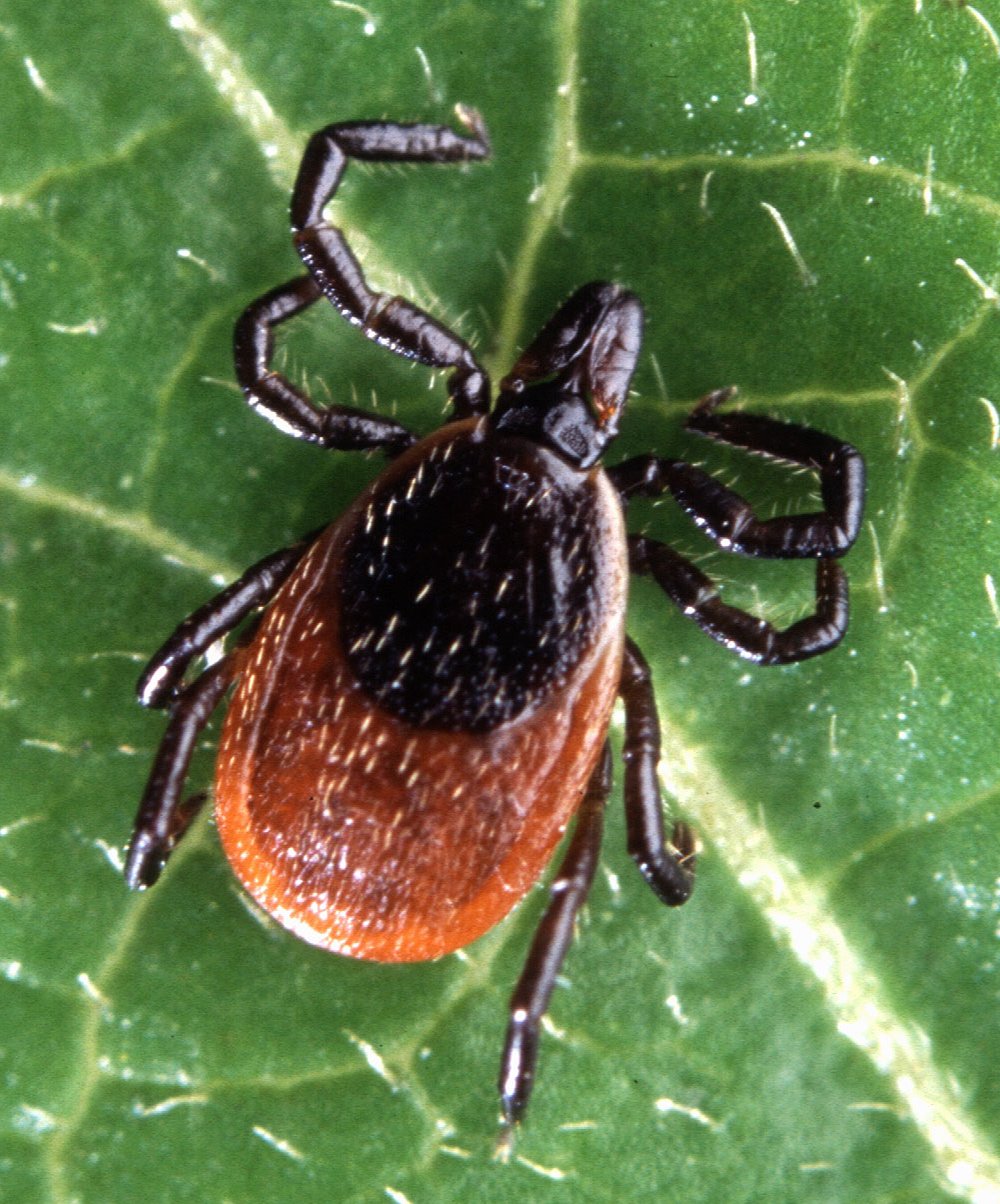 Blacklegged tick (Ixodes scapularis) adult female on a leaf — the species that transmits Lyme disease