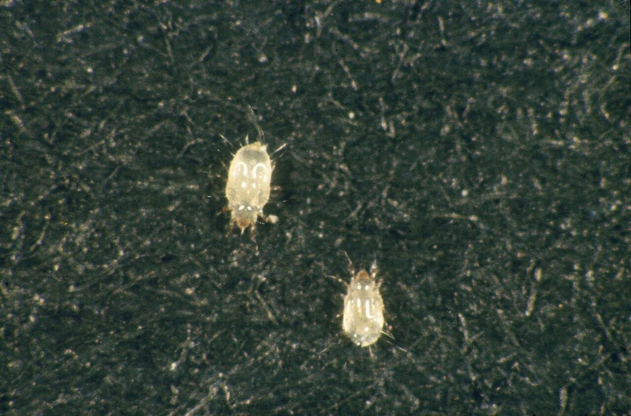 Two wingless booklice (Liposcelis species) on a dark damp surface, showing the wide head and soft flattened body