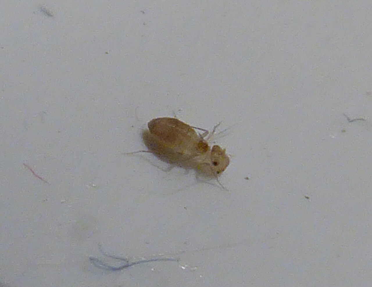 Booklouse (psocid) adult — pale tan, flattened, wingless insect with a wide head