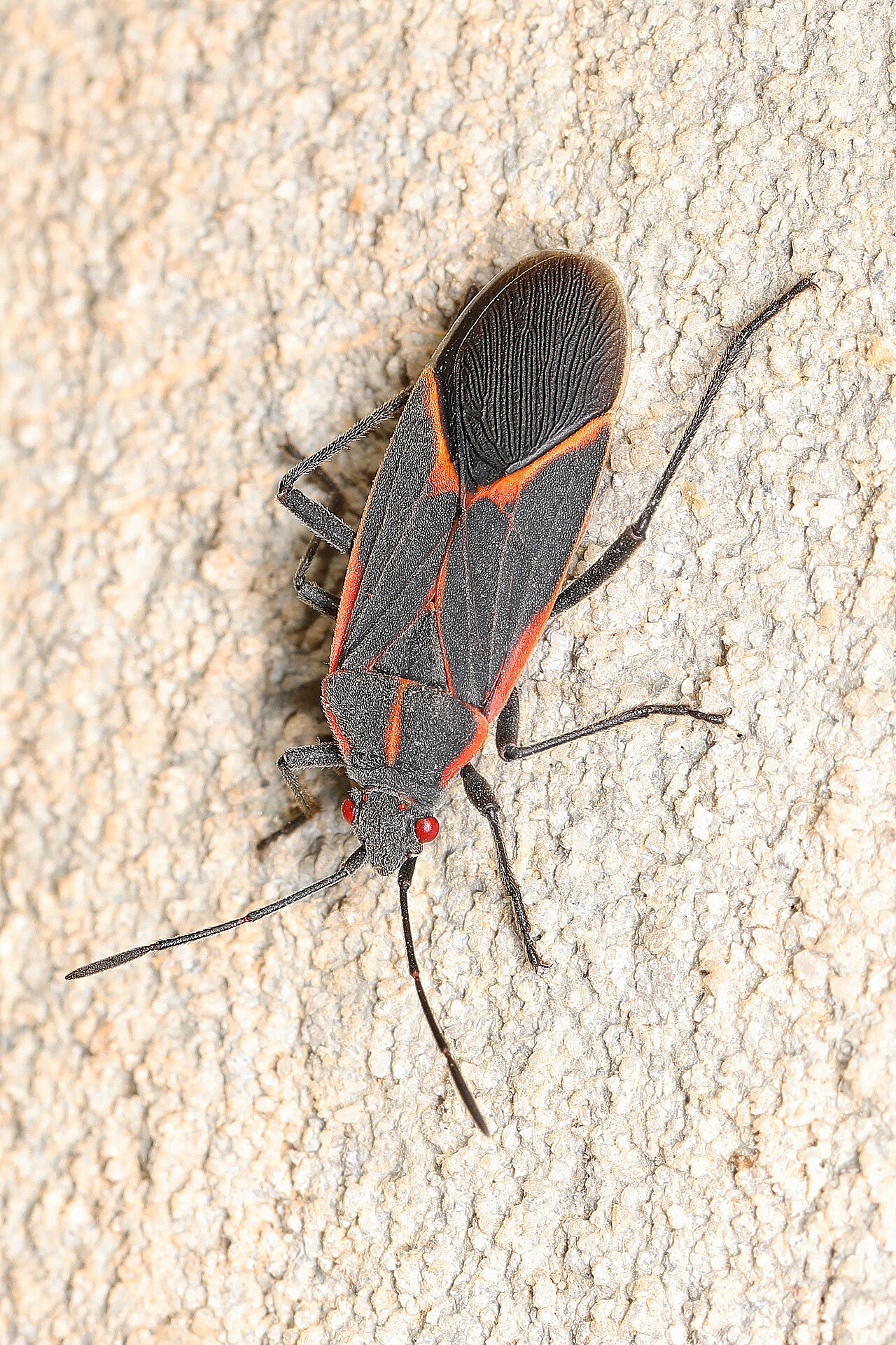 Adult boxelder bug on a sunlit wall — black body with red-orange lines, the classic fall invader