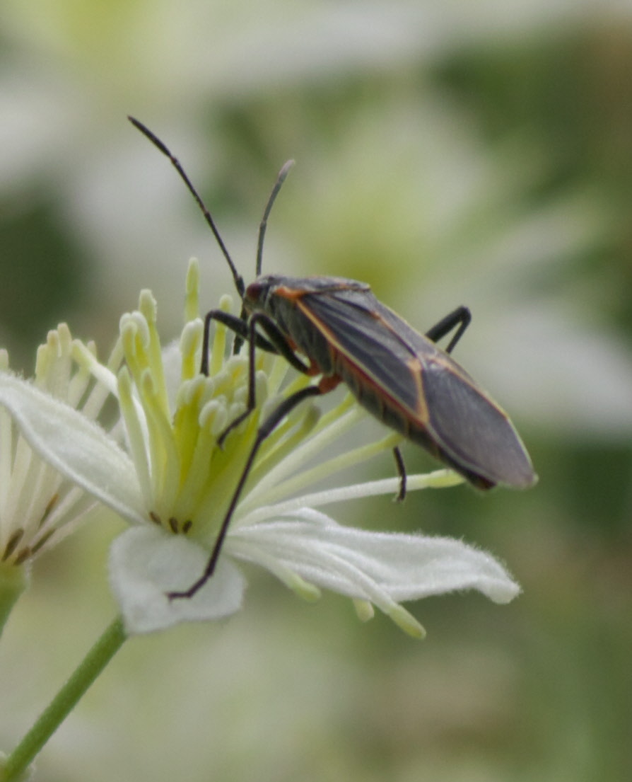 Boxelder bug resting on a flower — in summer they stay on boxelder and maple trees