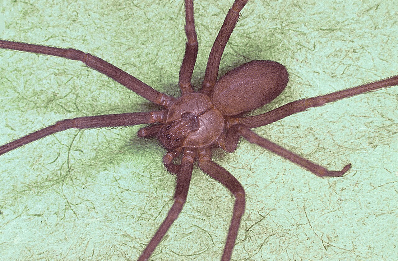 Brown recluse spider (Loxosceles reclusa) showing the dark violin-shaped marking on the head region and uniformly coloured legs