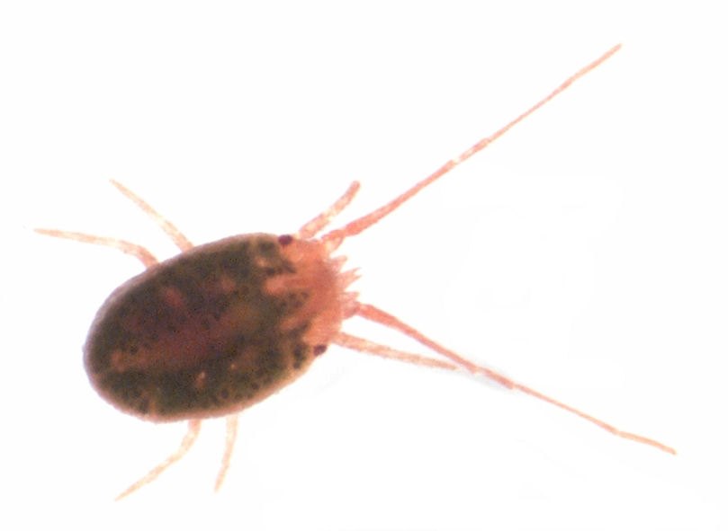 Clover mite (Bryobia) macro photograph showing the characteristically elongated front pair of legs held forward