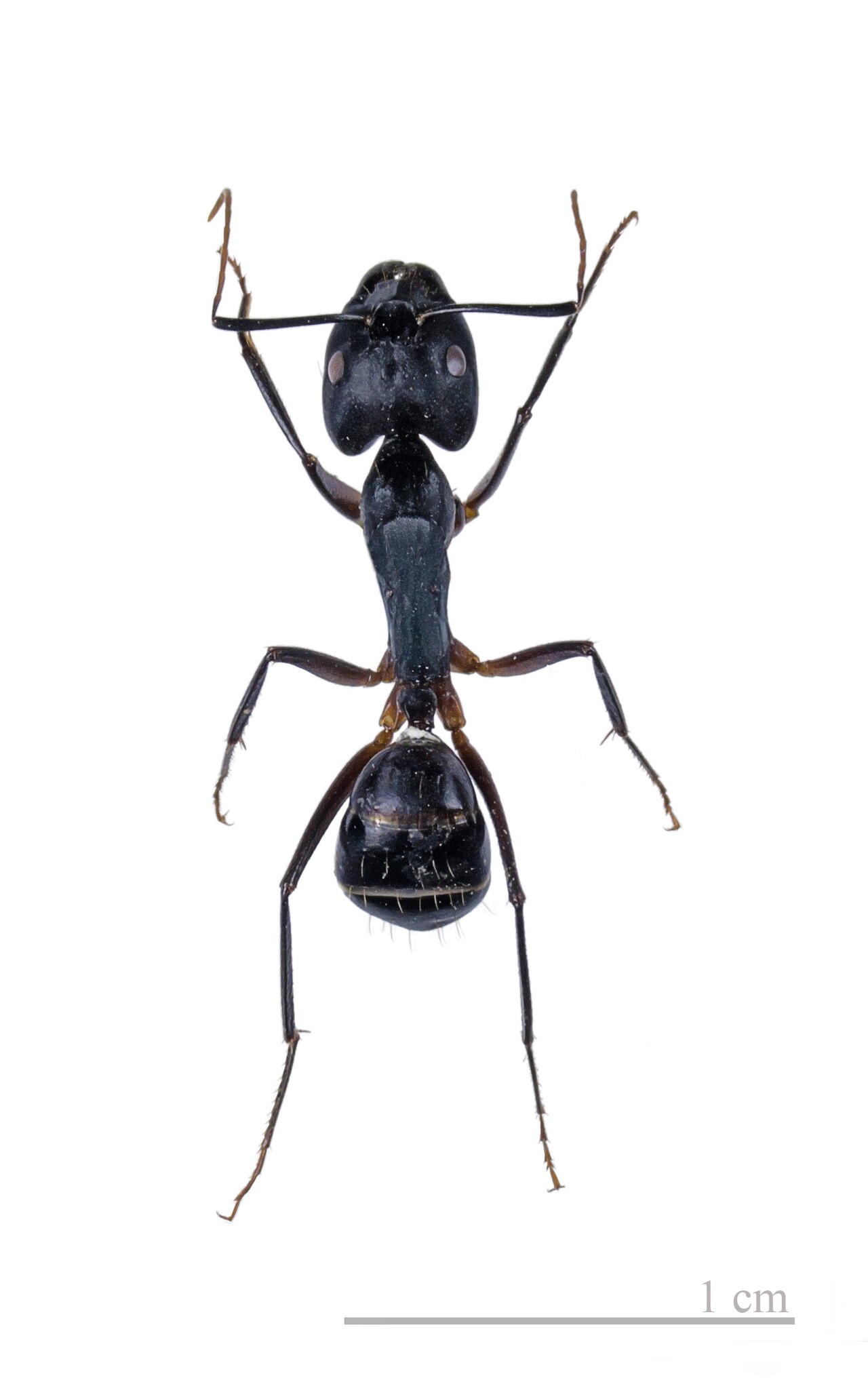 Carpenter ant (Camponotus) — the most common insect mistaken for a termite