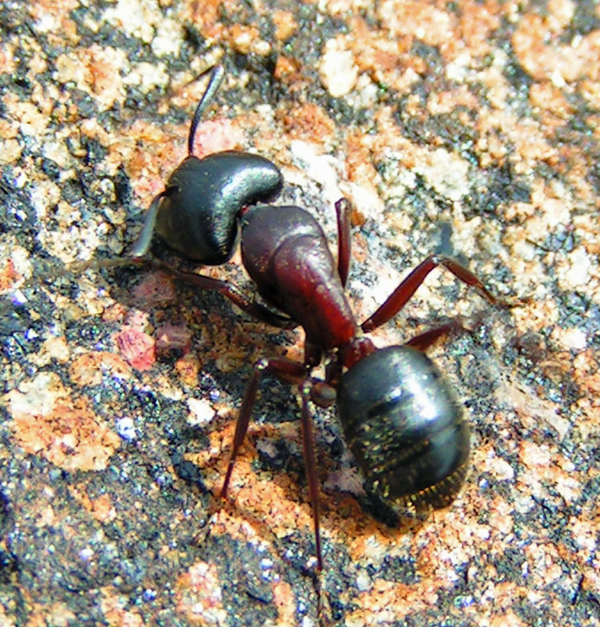 Carpenter ant worker (Camponotus novaeboracensis) — pinched waist, elbowed antennae, reddish thorax