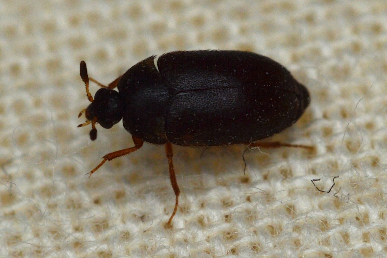 Black carpet beetle (Attagenus unicolor) adult on carpet — dark oval body with brown legs and clubbed antennae