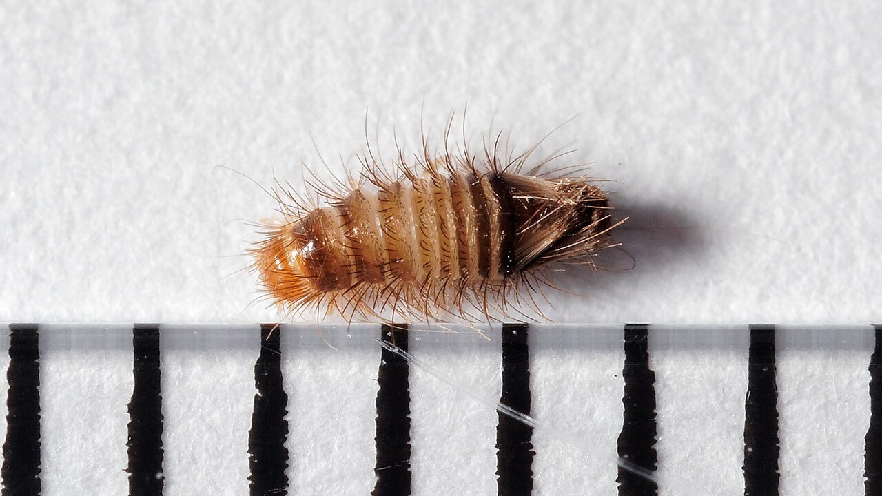 Carpet beetle larva (Anthrenus verbasci) — a banded, bristly, carrot-shaped larva photographed against millimetre scale
