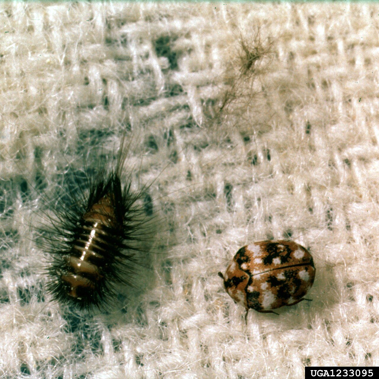 Carpet beetle larva (left) beside an adult varied-type carpet beetle (right), both on woven fabric