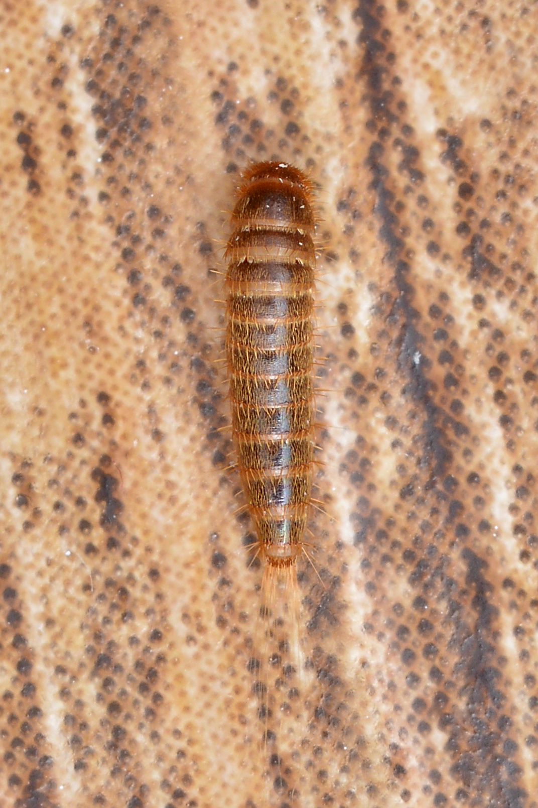 Black carpet beetle (Attagenus sp.) larva: a densely hairy, banded grub with a brush of bristles at the tail end