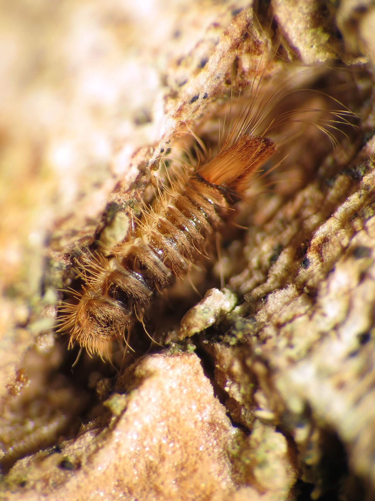 Carpet beetle larva: a segmented, bristly grub with long hairs, resting on weathered wood
