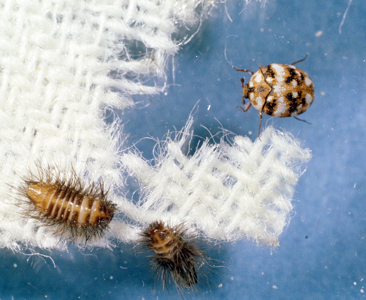 An adult varied carpet beetle and two bristly carpet beetle larvae on white wool fabric