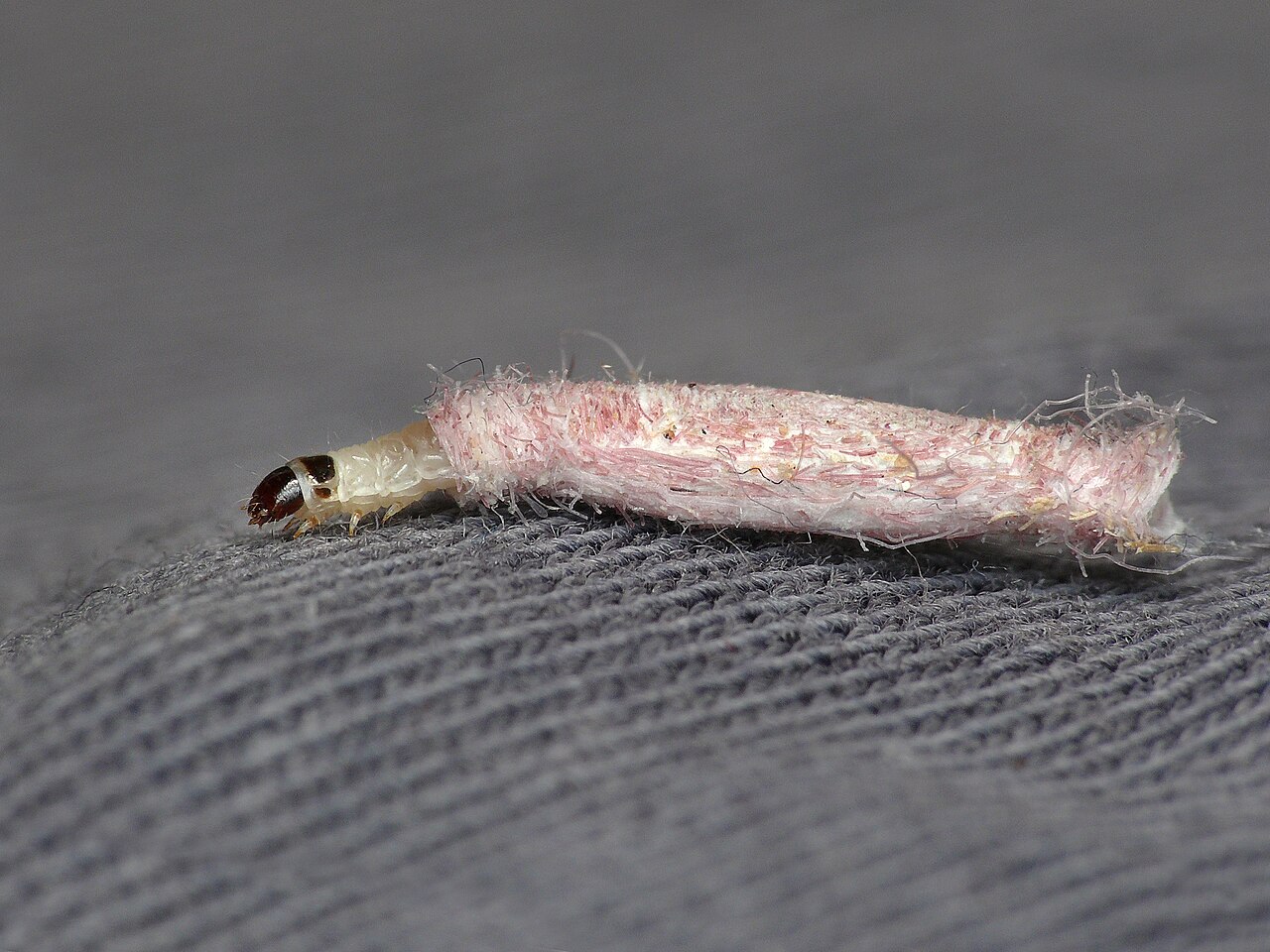 Case-bearing clothes moth larva (Tinea pellionella) with its dark head and the silk-and-fibre case it carries, on wool fabric