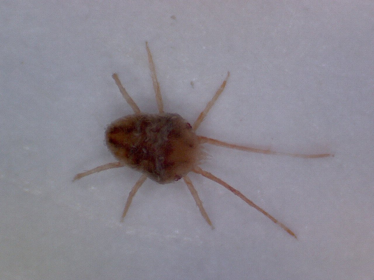 Adult clover mite (Bryobia praetiosa) seen through a digital microscope — reddish oval body with an elongated front pair of legs