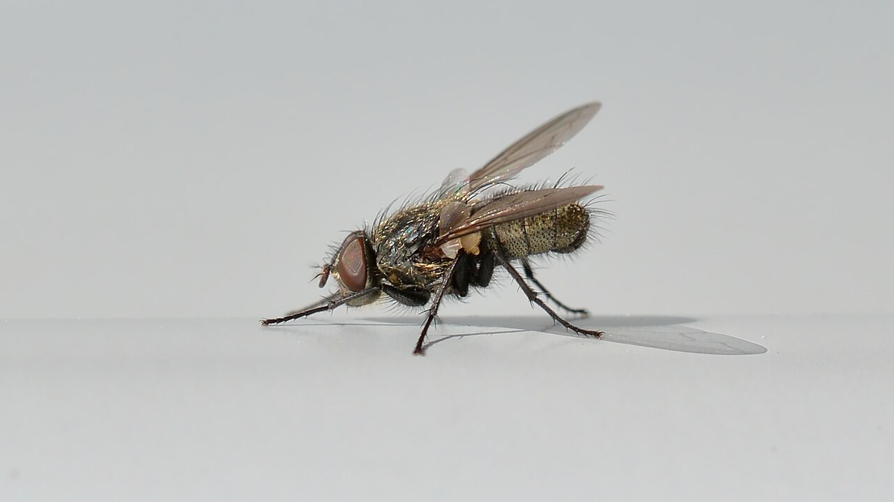 Adult cluster fly (Pollenia sp.) resting on a smooth pale surface indoors