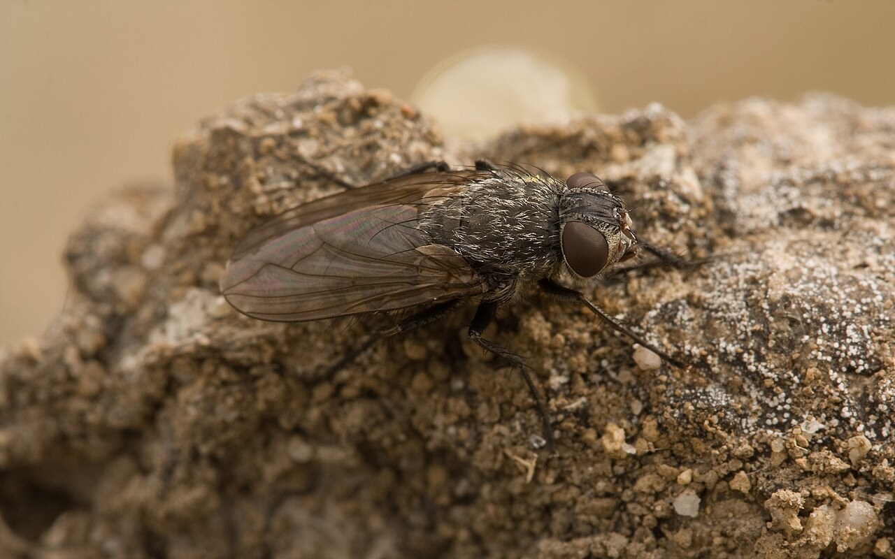 Macro photograph of a cluster fly at rest, showing the pale crinkled hairs on the thorax and the wings folded flat over the abdomen