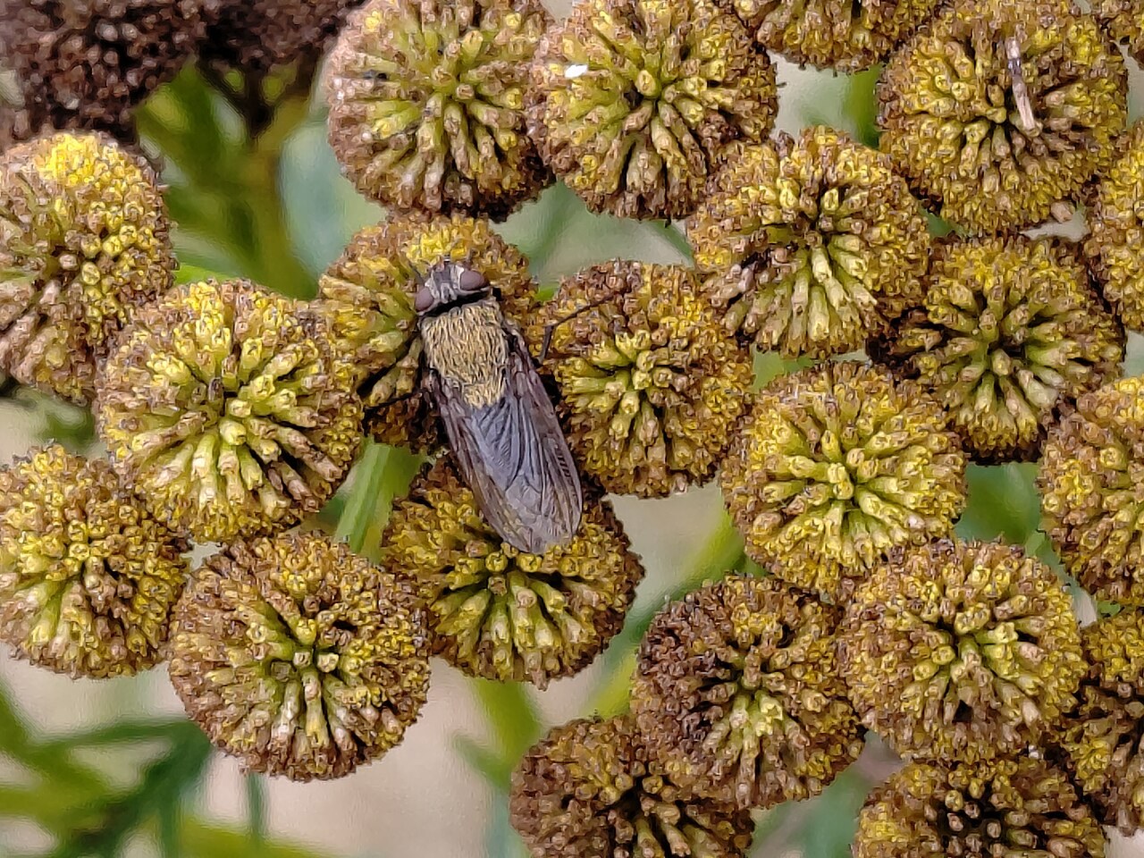 Adult cluster fly feeding on burdock flower heads in late summer, showing the fuzzy golden thorax