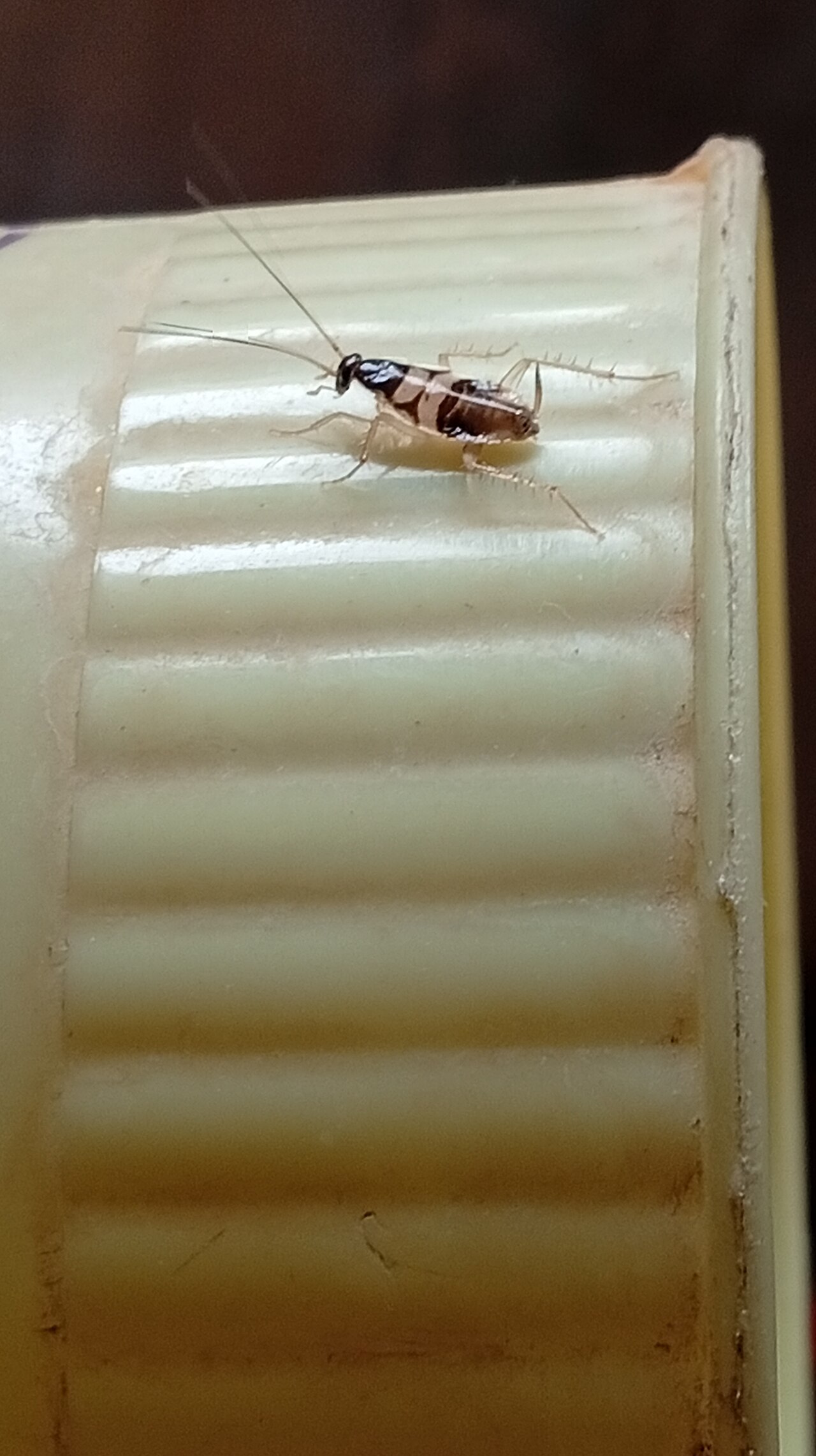 Cockroach nymph (brown-banded) — small, wingless young roach that signals an active breeding population