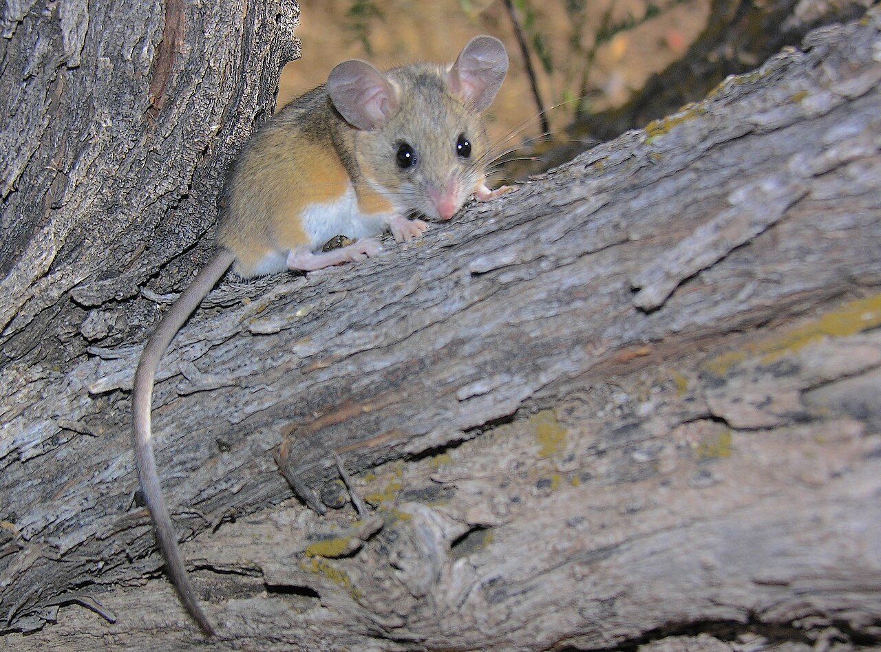 Deer mouse (Peromyscus maniculatus) in full side profile showing the bicolored coat — brown back with a white belly
