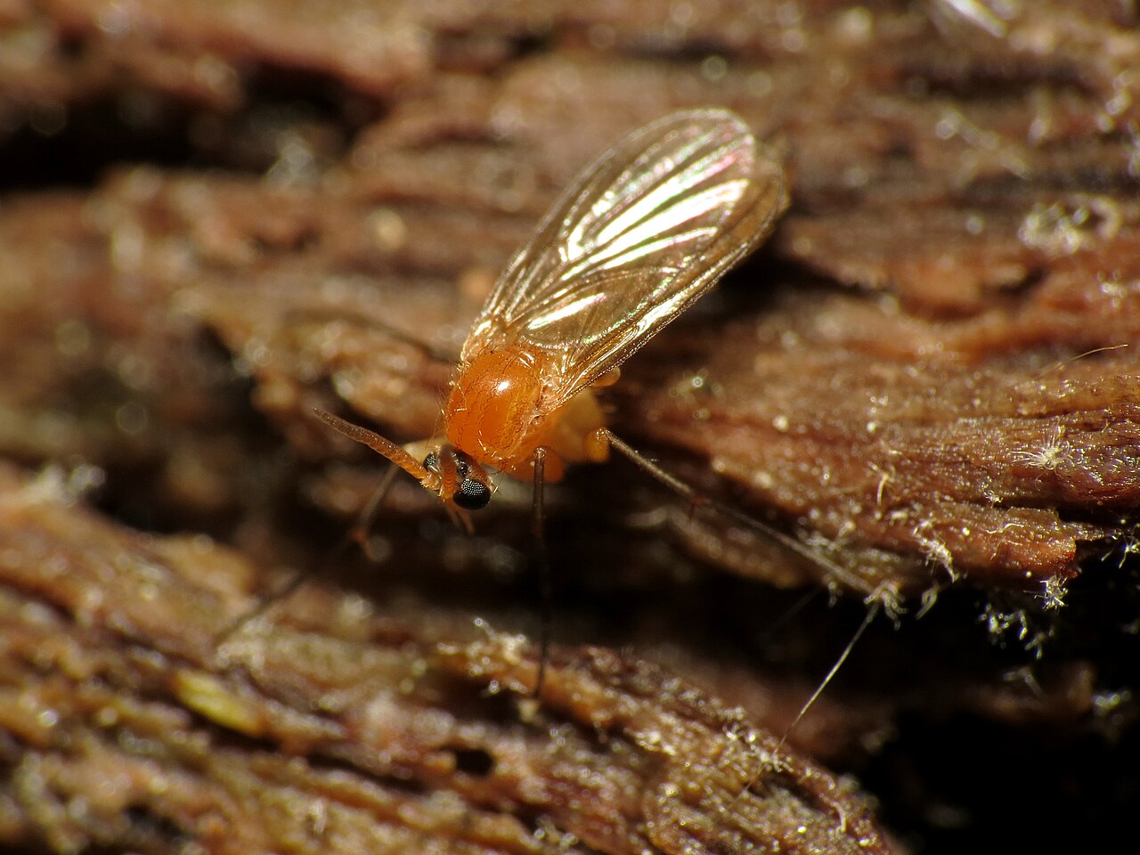 Fungus gnat (Sciaridae) resting on wood — slender body with dark wings folded flat over the back