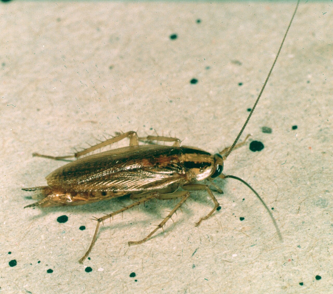 German cockroach (Blattella germanica) — the most common indoor roach in US homes