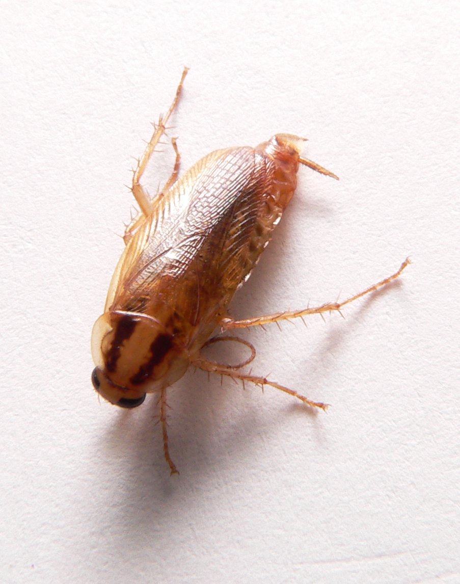 Adult German cockroach (Blattella germanica) — the species responsible for most in-home infestations