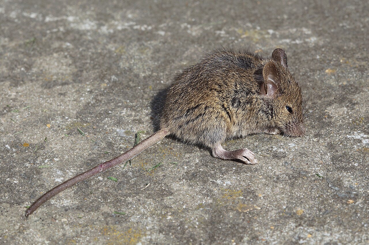 Adult house mouse (Mus musculus) with a grey-brown coat and long scaly tail, photographed outdoors on stone