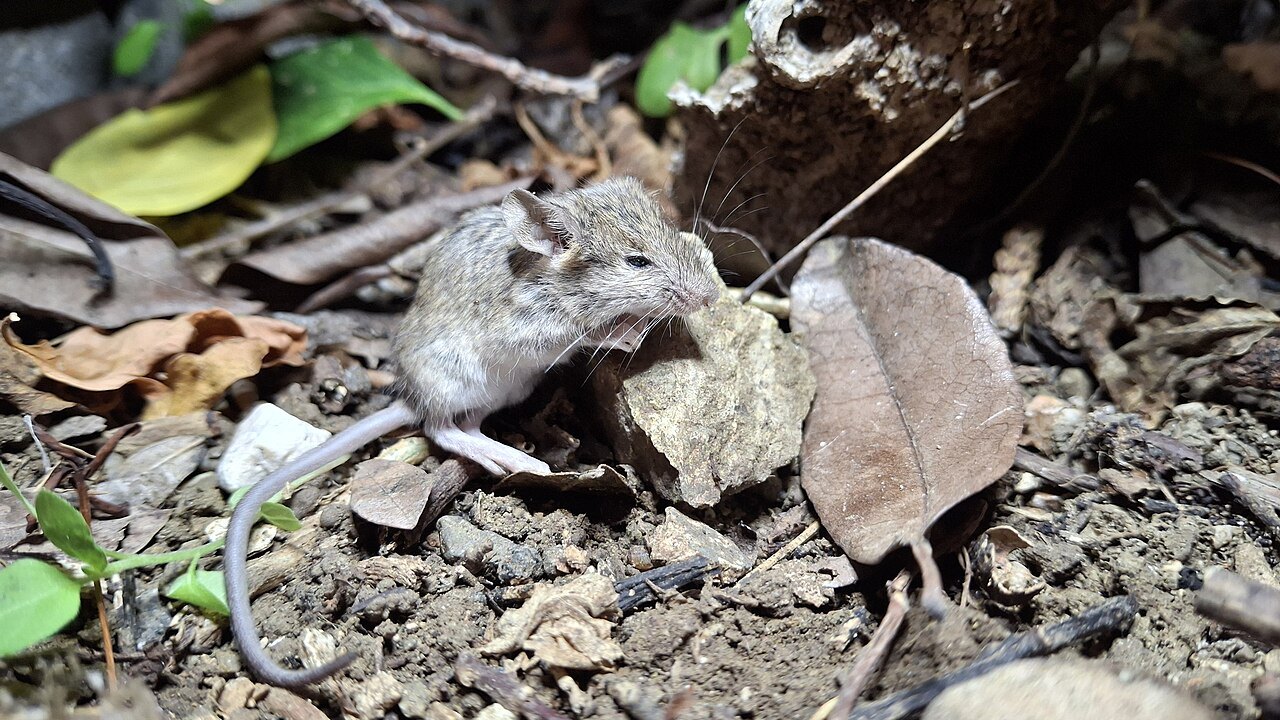 House mouse (Mus musculus) moving through leaf litter and soil on a forest floor