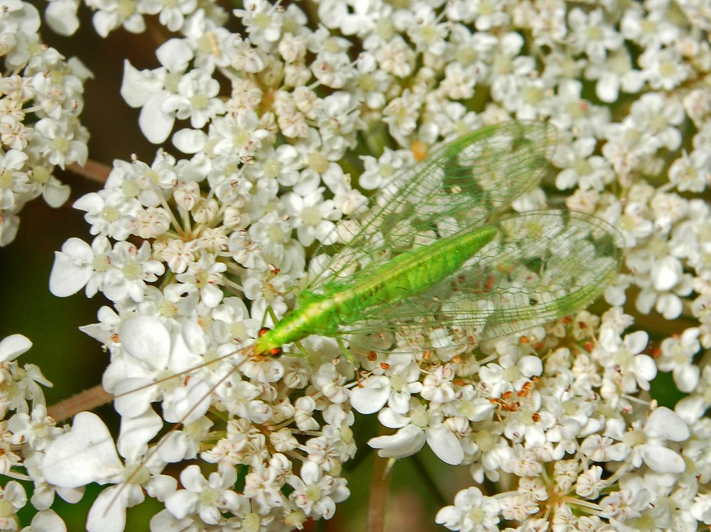 An adult green lacewing on a flower — the larvae of this species are voracious aphid predators