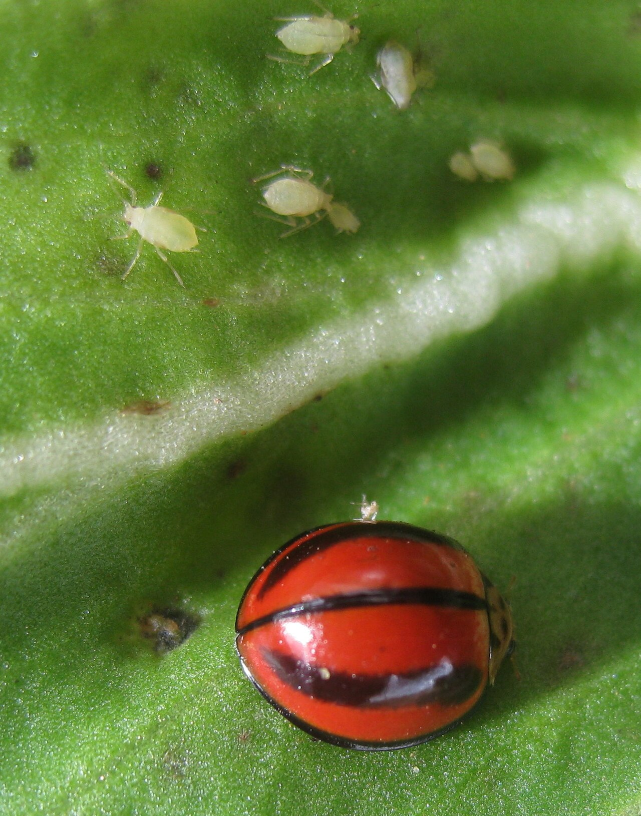 A ladybird beetle on a garden leaf with aphids above it — one of the most familiar aphid predators