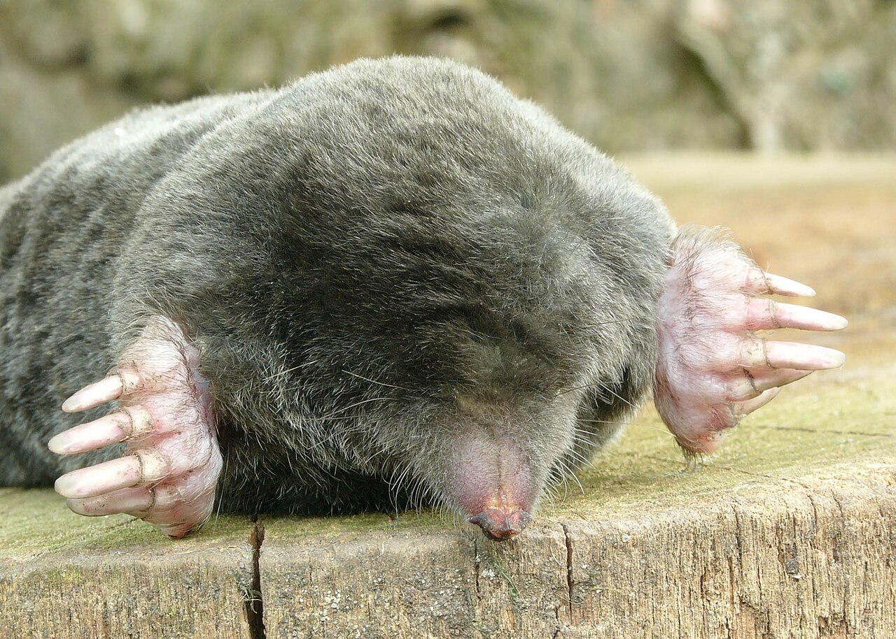 European mole (Talpa europaea) at the entrance to a soil tunnel, showing the broad shovel-like forefeet and the lack of visible ears