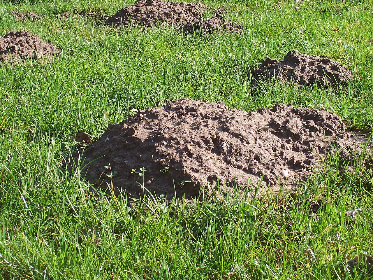 Several fresh molehills — rounded mounds of crumbly dark soil pushed up through green grass