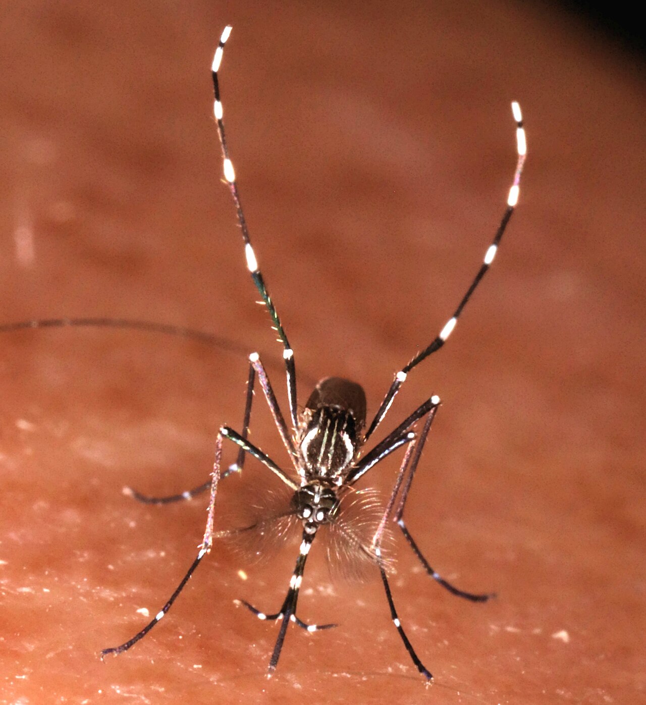 Adult mosquito resting on a surface — the adult stage a barrier spray targets, after the cheaper larval stage has been missed