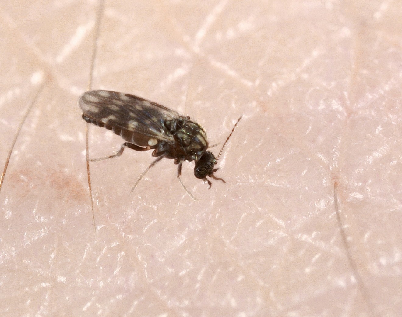 A biting midge resting on human skin — a tiny dark fly with mottled, patterned wings, no larger than a pinhead