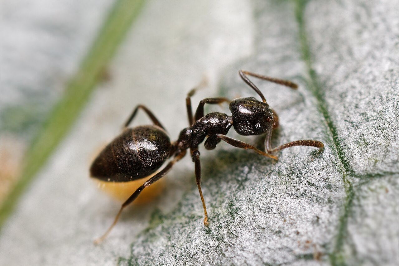 Odorous house ant (Tapinoma sessile) — shiny dark-brown worker with a single flattened waist node