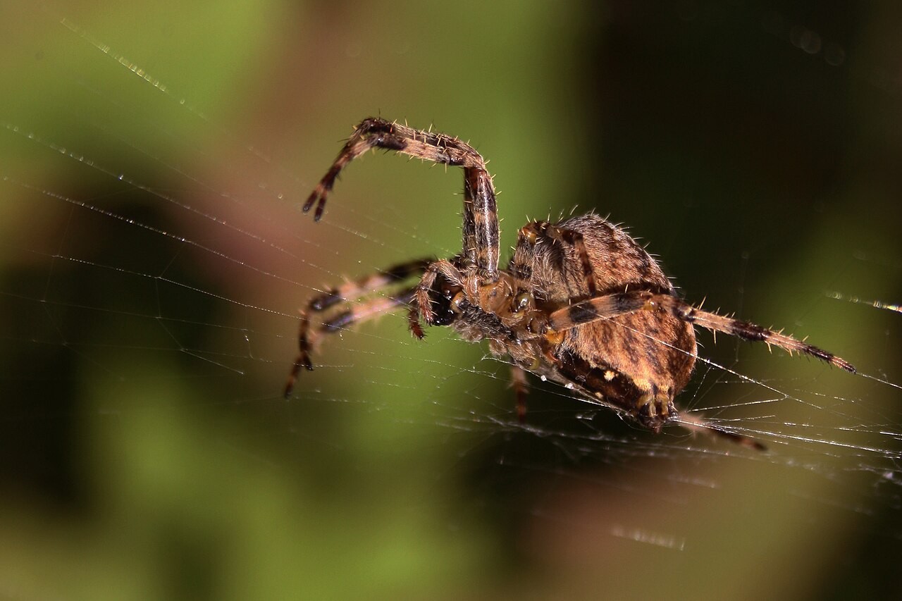 Orb-weaver spider resting in its wheel-shaped web with the web silk visible around it
