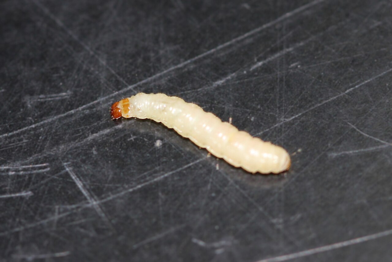 Indian meal moth (Plodia interpunctella) larva: a pale, segmented caterpillar with a contrasting reddish-brown head capsule