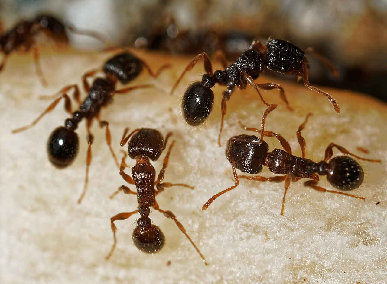 Pavement ants (Tetramorium immigrans) clustered on a hard surface — the colony nests under slabs, pavers and stone